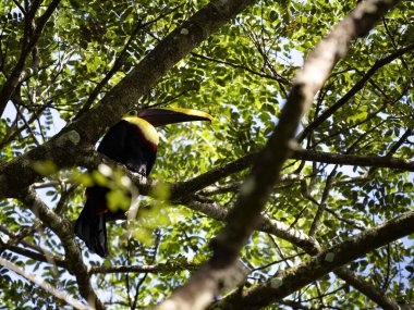 The beautiful Chestnut-eared Aracari, Pteroglossus castanotis, is hidden high in the branches. Costa Rica
