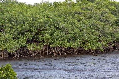 Mangrove stands on the Pacific coast. Costa Rica