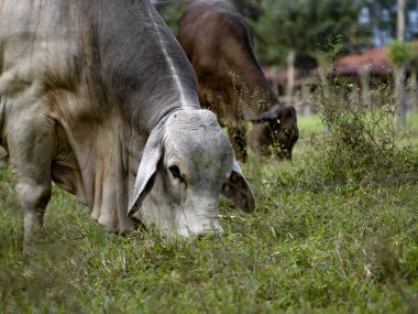 Bos indicus sığırları Kosta Rika 'da bir evcil hayvandır..