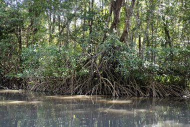 There is rich vegetation on the banks of the river Tempisque. Costa Rica