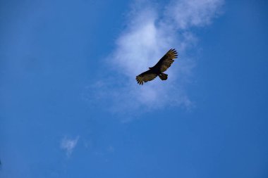 The black vulture, Coragyps atratus, looks out from above the food. Costa Rica