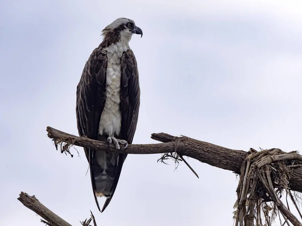 Osprey Pandion Haliaetus Sits Tall Branch Tarcoles River Costa Rica — Foto Stock