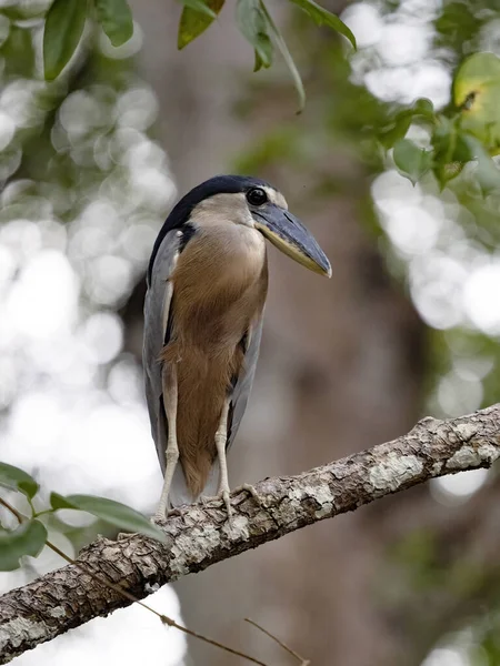 Boat Billed Heron Cochlearius Cochlearius Hidden Branches River Tarcoles Costa — 스톡 사진