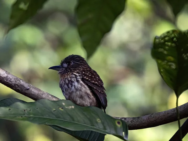 Small White Whiskered Puffbird Malacoptila Panamensis Sits Thin Branch Costa — 스톡 사진