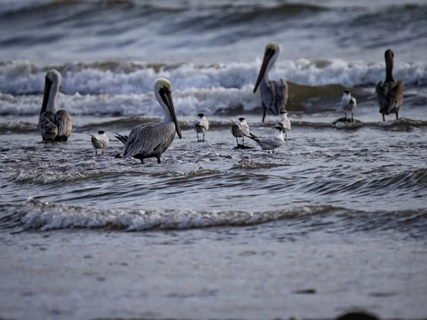 Πουλιά Περιμένουν Φαγητό Από Τον Ειρηνικό Ωκεανό Στην Παλίρροια Κόστα — Φωτογραφία Αρχείου