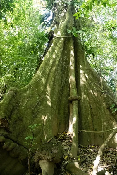 Kaktus Pěstovaný Kmeni Tropickém Lese Kostarika — Stock fotografie