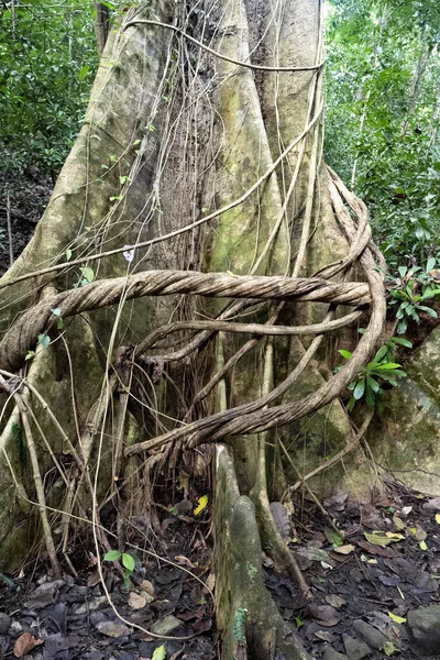 Kaktus Odlad Koffert Tropisk Skog Jordgubbar — Stockfoto