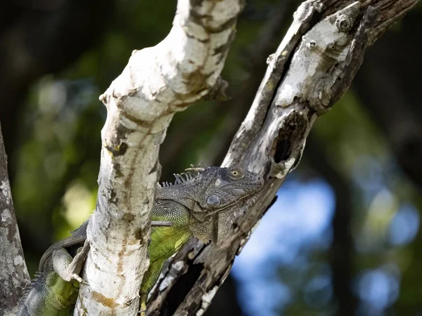 Green Iguana Iguana Iguana Hiding Tree Costa Rica — Photo