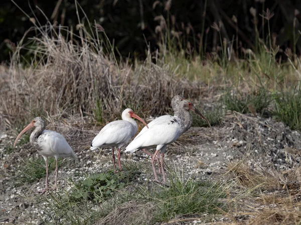 White Ibis Group Eudocimus Albus Gathers Food Shores Lake Costa — стоковое фото