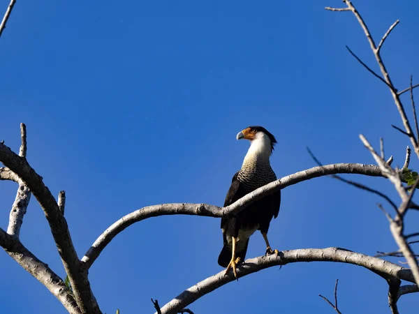 Crested Caracara Caracara Cheriway Tree Height Observes Surroundings Costa Rica —  Fotos de Stock