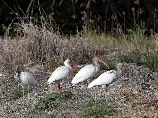 White Ibis Group Eudocimus Albus Gathers Food Shores Lake Costa — Fotografia de Stock