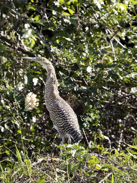 Bare Throated Tiger Heron Tigrisoma Mexicanum Stands Ashore Looking Out — Φωτογραφία Αρχείου