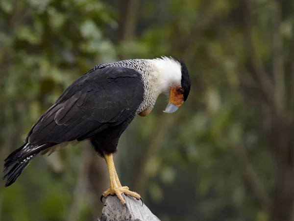 Crested Caracara Caracara Cheriway Tree Height Observes Surroundings Costa Rica — Photo