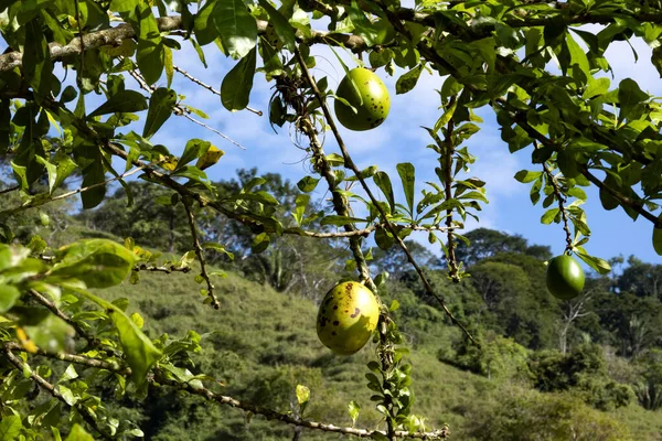 Grandes Frutas Redondas Frutas Tropicales Costa Rica —  Fotos de Stock