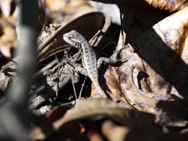 Gül karınlı kertenkele, Sceloporus değişkenleri, çalılıklarda saklanıyor. Kosta Rika 