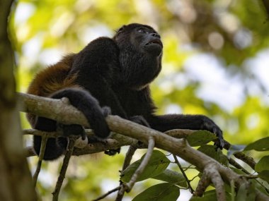 Uluyan Maymun, Alouatta palliata, yüksek dallarda oturur ve çevreyi gözlemler. Kosta Rika 