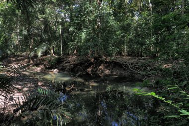 Tropikal bir ormanda bir sandıkta büyüyen kaktüs. Kosta Rika 