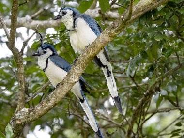 Beyaz boğazlı saksağan kuşu, Calocitta formosa, sık dallarda oturur. Kosta Rika 
