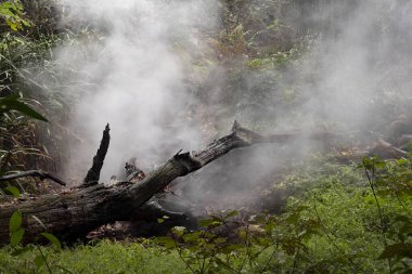 Tropikal bir ormanda bir sandıkta büyüyen kaktüs. Kosta Rika 