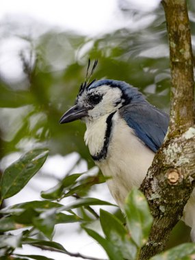 Beyaz boğazlı saksağan kuşu, Calocitta formosa, sık dallarda oturur. Kosta Rika 