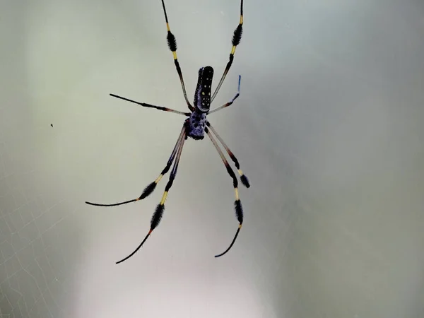 Μια Μεγάλη Αράχνη Του Γένους Nephila Ένα Υφαντό Δίχτυ Κόστα — Φωτογραφία Αρχείου