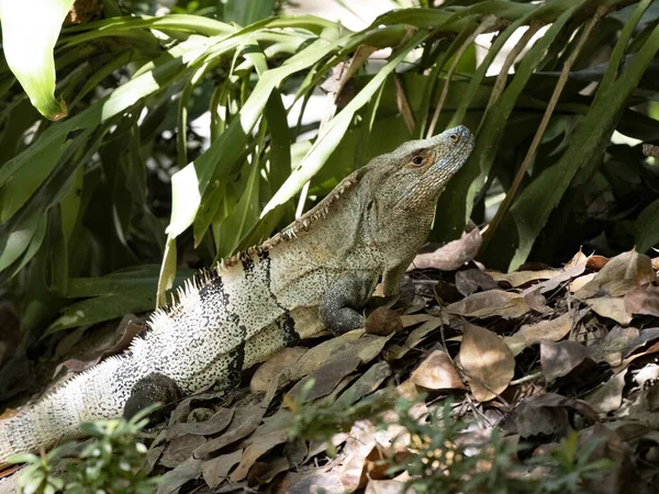 Dorosły Samiec Black Iguana Ctenosaura Similis Obserwuje Okolicę Kostaryka — Zdjęcie stockowe