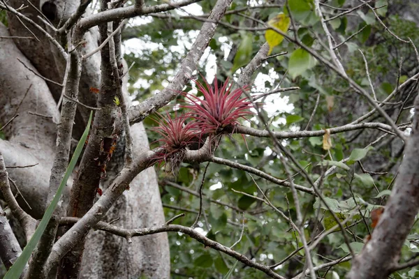 Gran Mazzo Belle Bromeliadi Rosse Tronco Costa Rica — Foto Stock