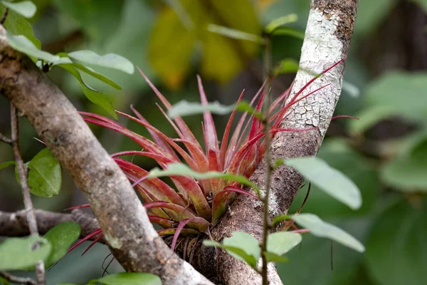 Een Grote Bos Mooie Rode Bromelia Een Stam Costa Rica — Stockfoto