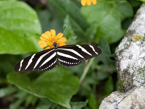 Bela Borboleta Tropical Heliconius Charithonia Floresta Tropical Costa Rica — Fotografia de Stock