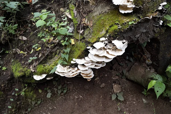 Funghi Cresciuti Tronco Una Foresta Tropicale Costa Rica — Foto Stock