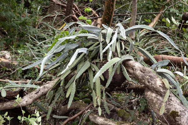 Kaktus Odlad Koffert Tropisk Skog Jordgubbar — Stockfoto