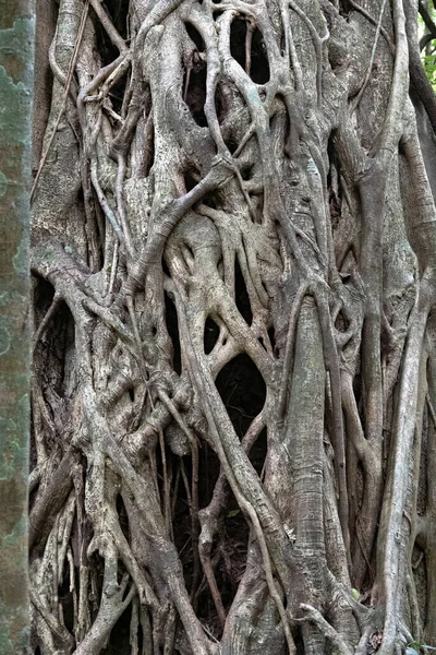 Riesige Jahrhunderte Alte Bäume Einem Tropischen Wald Costa Rica — Stockfoto