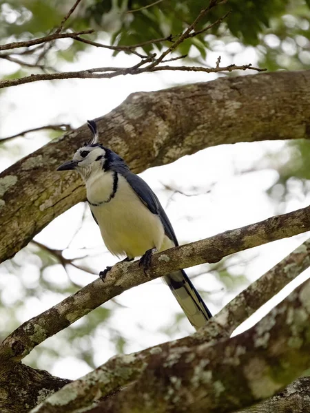 Magpie Jay Bílým Hrdlem Calocitta Formosa Sedí Hustých Větvích Kostarika — Stock fotografie