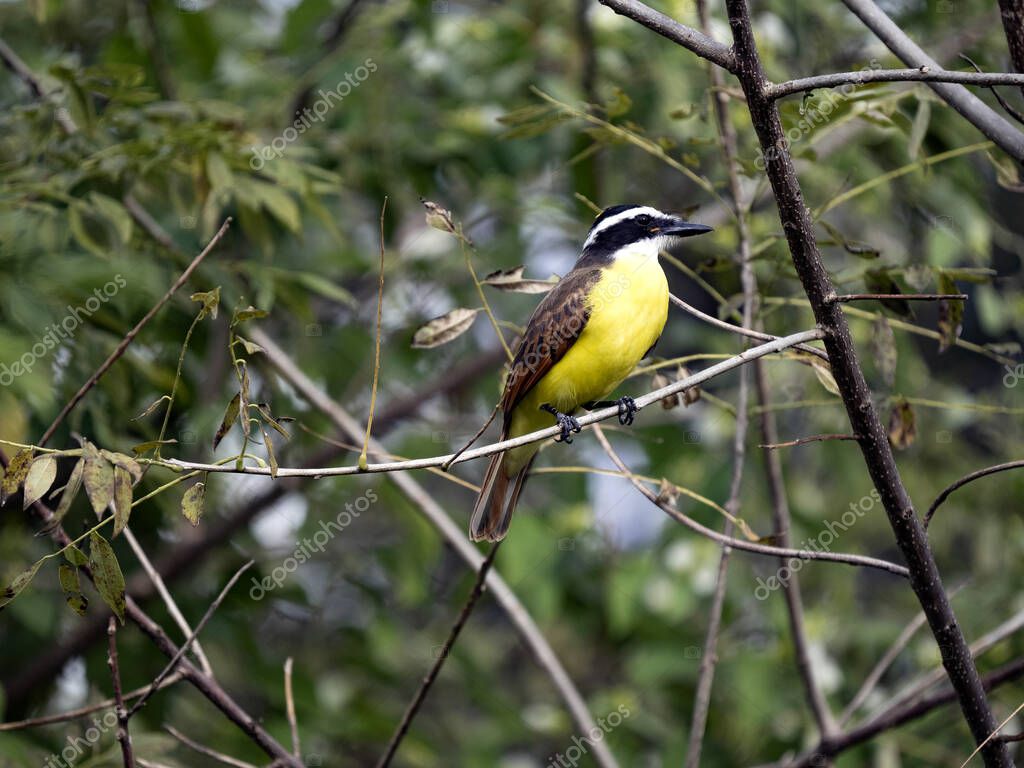 jirousek.zoo-foto.cz