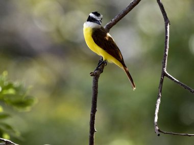 Tekne gagalı sinek avcısı, Megarhynchos piangua, uzun bir dala oturur. Kosta Rika 