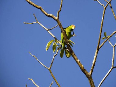 Beyaz önlü bir papağan, Amazon albifronları, üst bir dalda oturur ve çevreyi gözlemler. Kosta Rika 