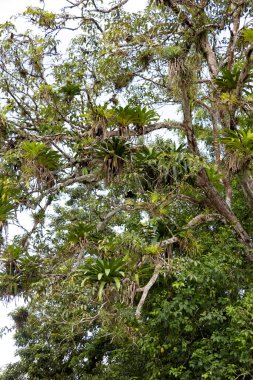 Kosta Rika 'da yoğun olarak bromeliad ile kaplı tropikal ağaç 