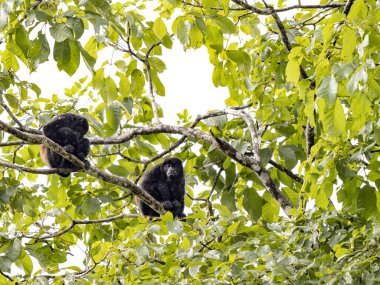 Uluyan Maymun, Alouatta palliata, yağmurda bir ağaçta oturur ve toplanır. Kosta Rika 
