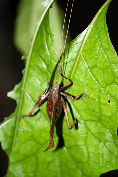 Plan Nocturne Une Grande Sauterelle Aux Épines Costa Rica — Photo