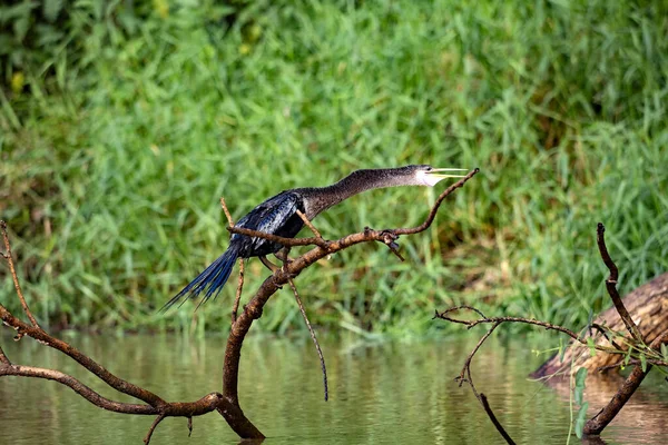 Der Amerikanische Darter Anhinga Anhinga Lauert Über Dem Wasser Auf — Stockfoto