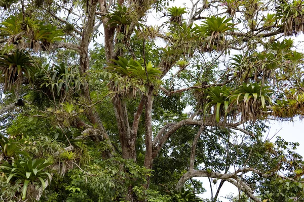 Árbol Tropical Densamente Cubierto Bromelias Costa Rica — Foto de Stock