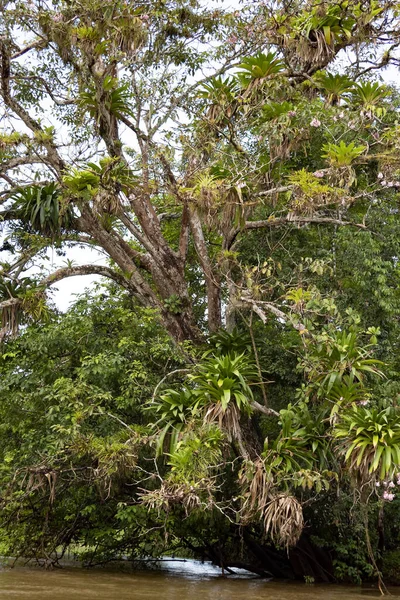 哥斯达黎加的热带树 密布着刺槐 — 图库照片