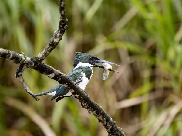 Martin Pêcheur Annelé Megaceryle Torquata Assis Sur Une Branche Avec — Photo