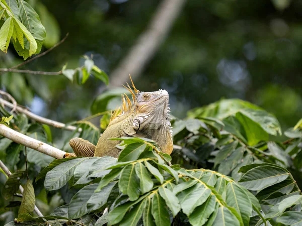Duży Samiec Zielona Iguana Iguana Iguana Leży Gałęzi Wysoko Drzewie — Zdjęcie stockowe