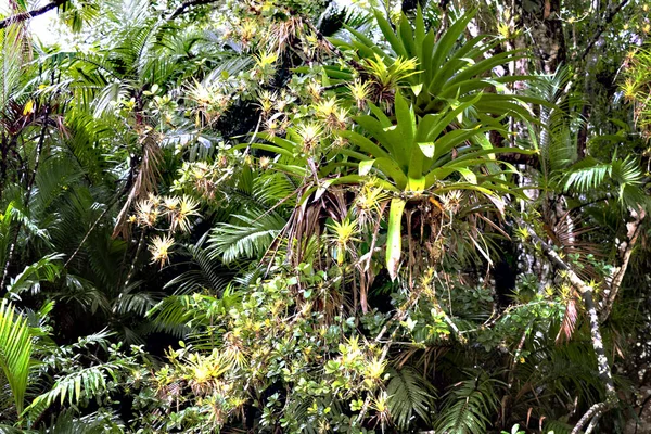 Tropical Tree Densely Covered Bromeliads Costa Rica — Stock Photo, Image