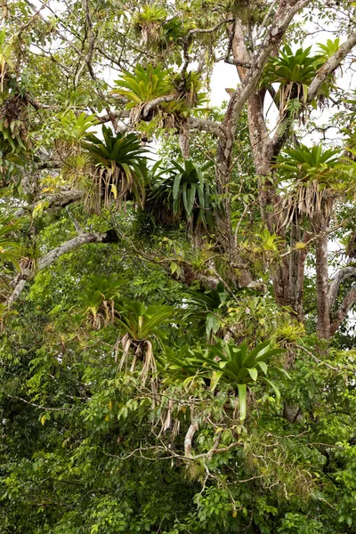 Tropische Boom Dicht Bedekt Met Bromelia Costa Rica — Stockfoto