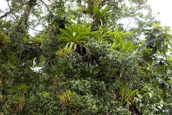 Тропическое Дерево Плотно Покрытое Бромелиями Коста Рика — стоковое фото