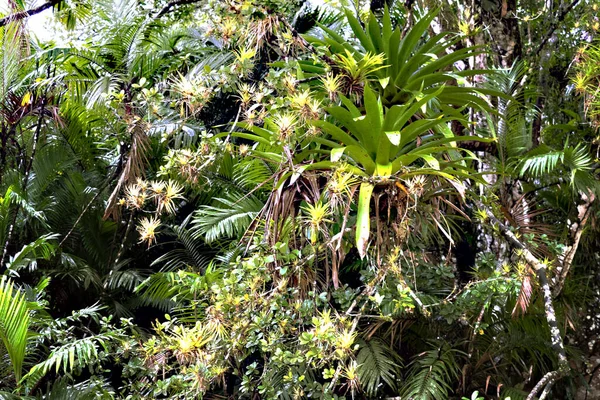 Тропическое Дерево Плотно Покрытое Бромелиями Коста Рика — стоковое фото