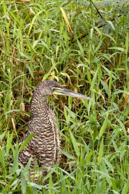 Çıplak boğazlı bir kaplan balıkçıl, Tigrisoma mexicanum, çimlerin arasında saklanıyor. Kosta Rika 