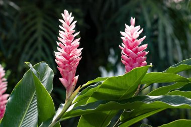 Tropikal olarak güzel kırmızı çiçekler. Kosta Rika 